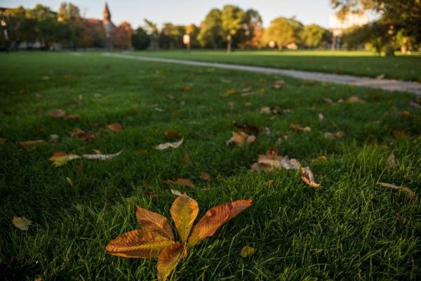 Picture of a buckeye leaf on the Oval grass